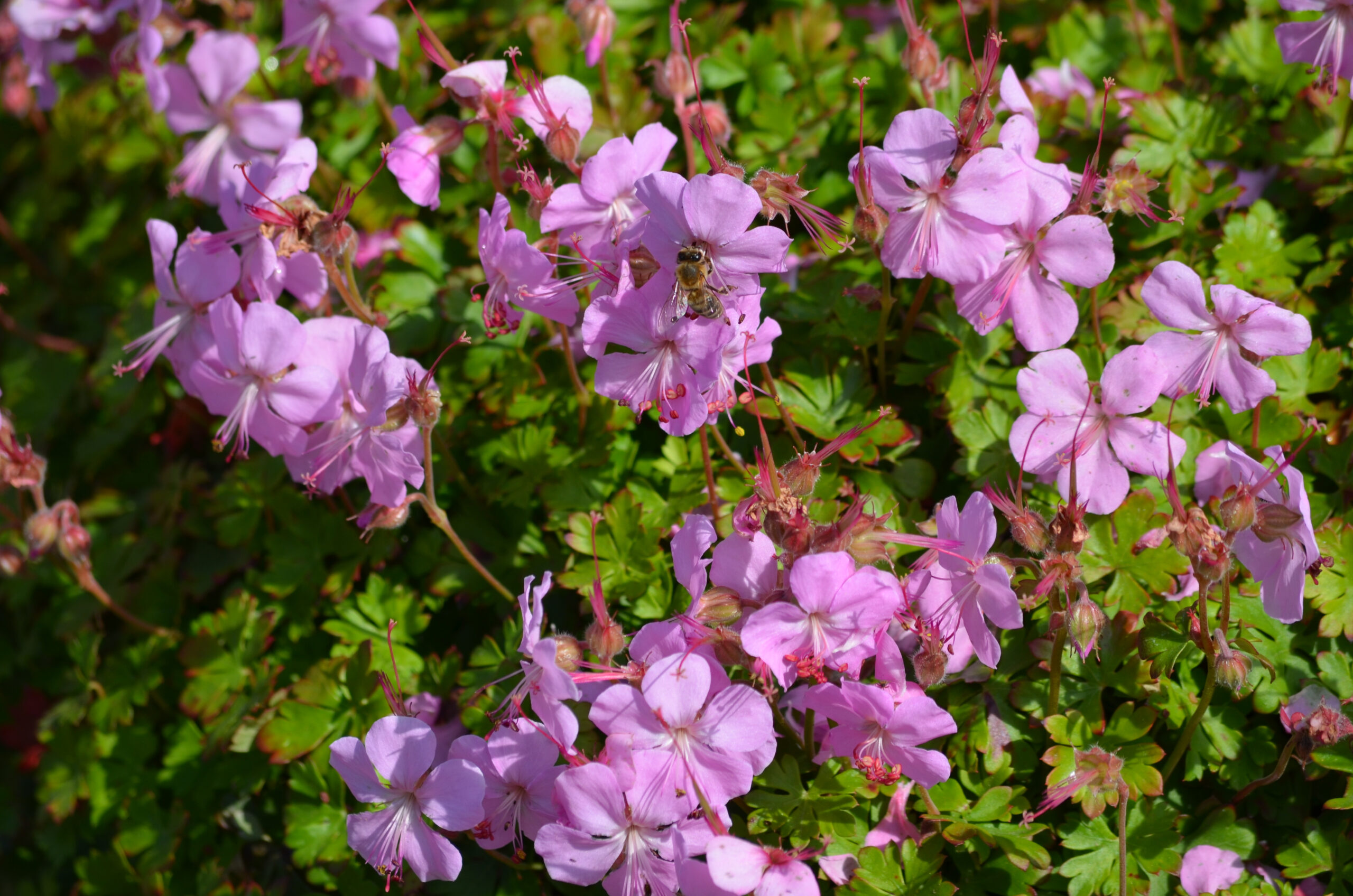 Geranium x Cantabrigiense 'Biokovo' Geranium x Cantabrigiense 'Biokovo'