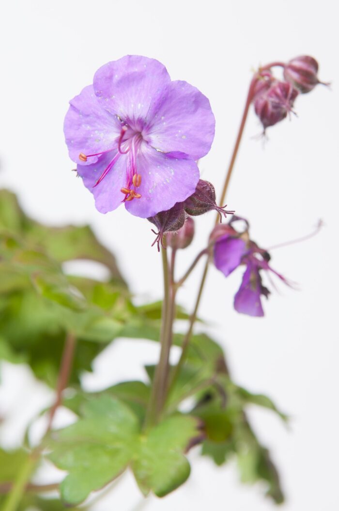 Geranium x Cantabrigiense 'Cambridge'