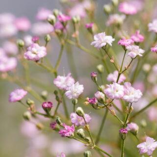 Gypsophila Paniculata ‘Flamingo’
