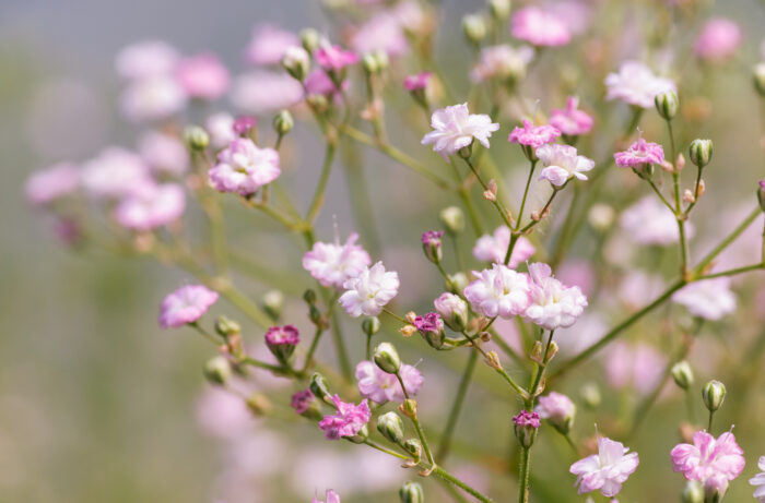 Gypsophila Paniculata 'Flamingo'