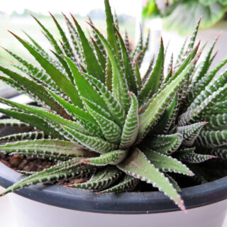 Haworthia Fasciata