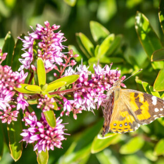 Hebe ‘Wiri Charm’