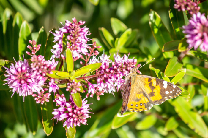 Hebe 'Wiri Charm'