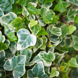 Hedera Helix ‘Glacier’