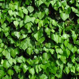 Hedera Helix ‘Hibernica’
