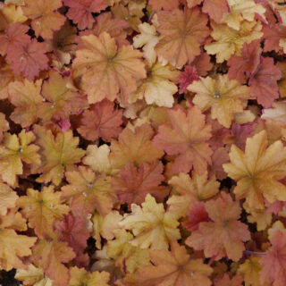 Heuchera ‘Caramel’