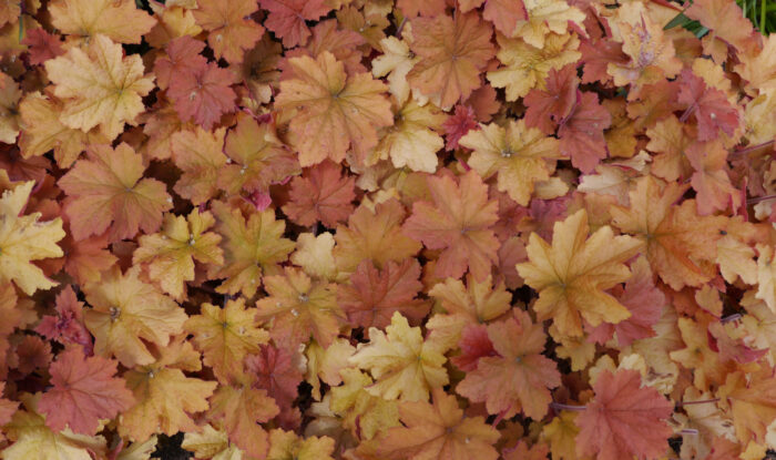 Heuchera 'Caramel'