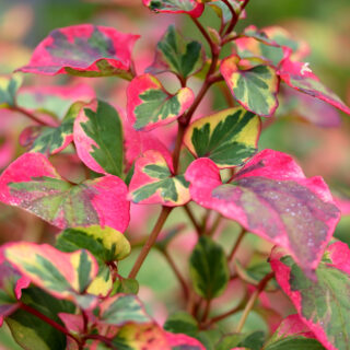 Houttuynia Cordata ‘Chameleon’