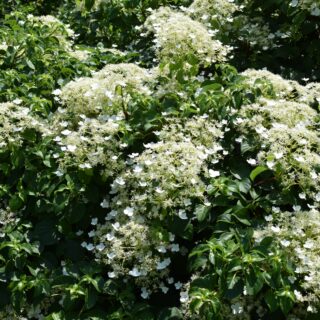 Hydrangea Anomala Petiolaris