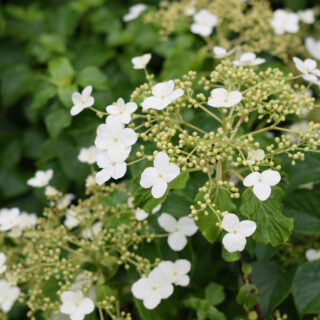 Hydrangea Anomala Petiolaris