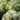 Hydrangea Arborescens ‘Annabelle’