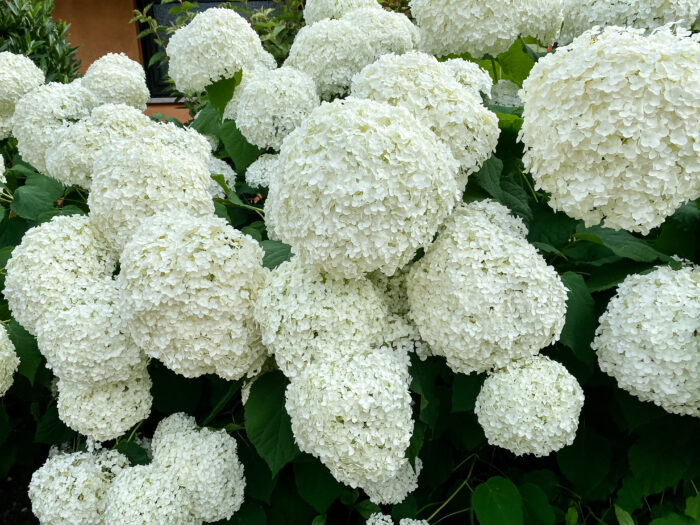 Hydrangea Arborescens 'Annabelle'