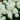 Hydrangea Arborescens ‘Annabelle’