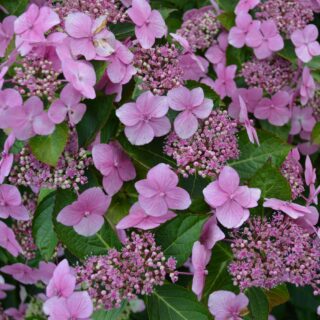Hydrangea Macrophylla ‘Mariesii Perfecta’