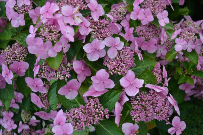 Hydrangea Macrophylla 'Mariesii Perfecta'