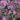 Hydrangea Macrophylla ‘Mariesii Perfecta’