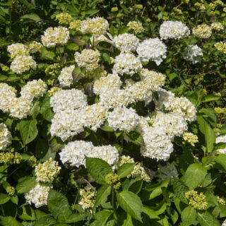 Hydrangea ‘Madame Emile Mouillere’