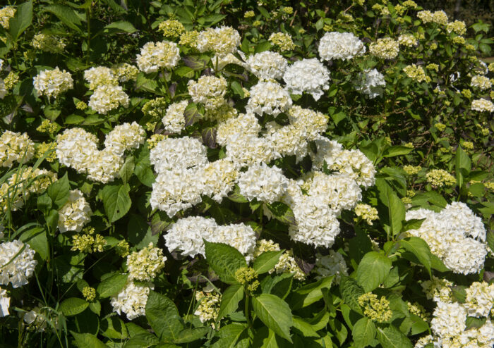 Hydrangea 'Madame Emile Mouillere'