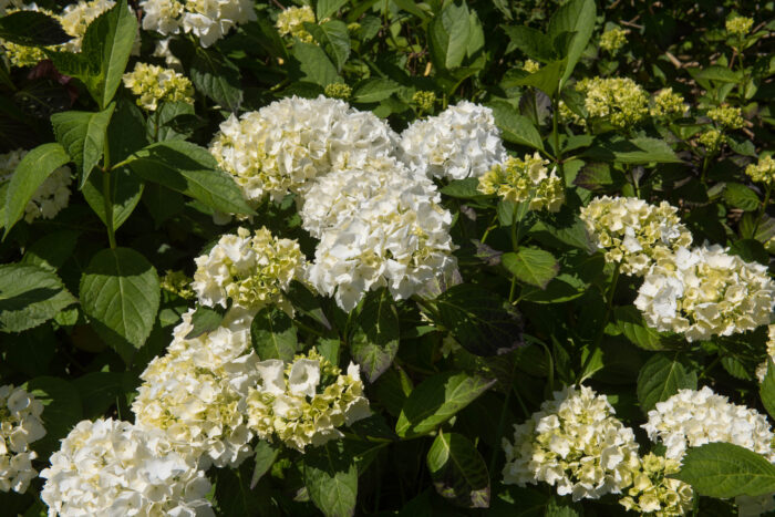 Hydrangea 'Madame Emile Mouillere'