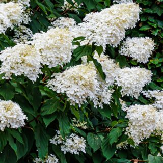 Hydrangea Paniculata ‘Phantom’