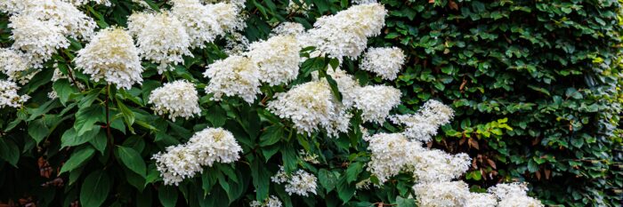 Hydrangea Paniculata 'Phantom'