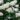 Hydrangea Paniculata ‘Phantom’