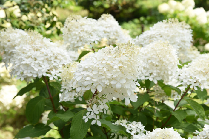 Hydrangea Paniculata 'Phantom'