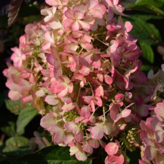 Hydrangea Paniculata ‘Pink Diamond’