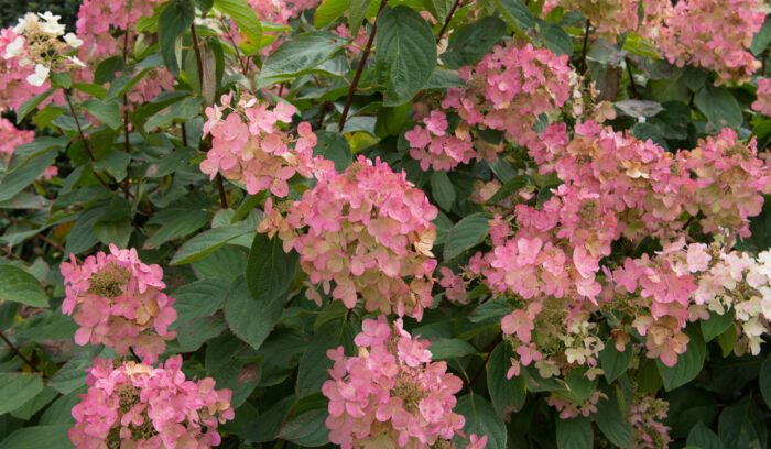 Hydrangea Paniculata 'Pink Diamond'