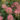 Hydrangea Paniculata ‘Pink Diamond’