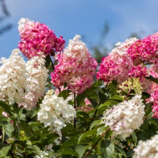 Hydrangea Paniculata ‘Vanille Fraise’