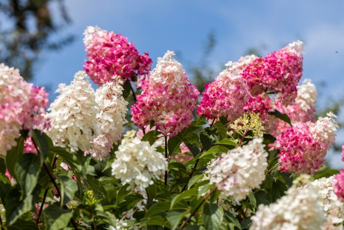 Hydrangea Paniculata 'Vanille Fraise'