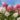 Hydrangea Paniculata ‘Vanille Fraise’