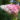 Hydrangea Paniculata ‘Vanille Fraise’