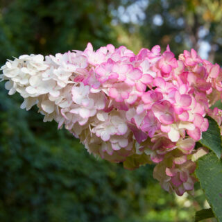 Hydrangea Paniculata ‘Vanille Fraise’