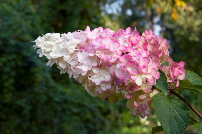 Hydrangea Paniculata 'Vanille Fraise'