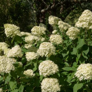 Hydrangea Paniculate ‘Limelight’
