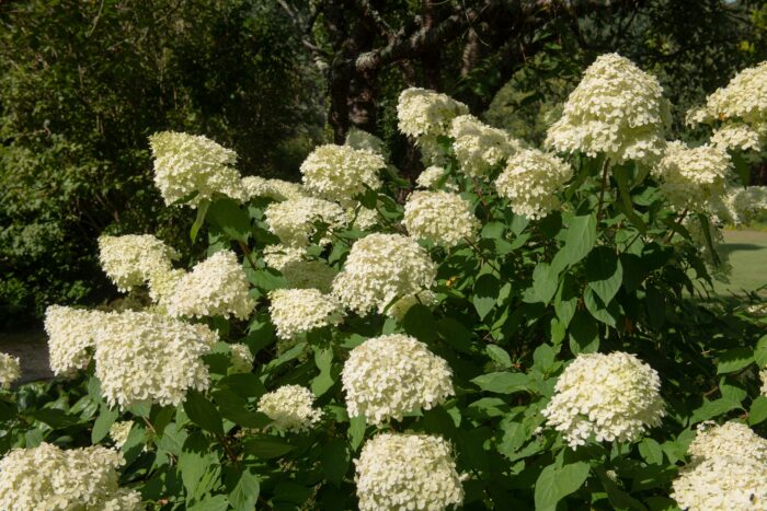 Hydrangea Paniculate 'Limelight'