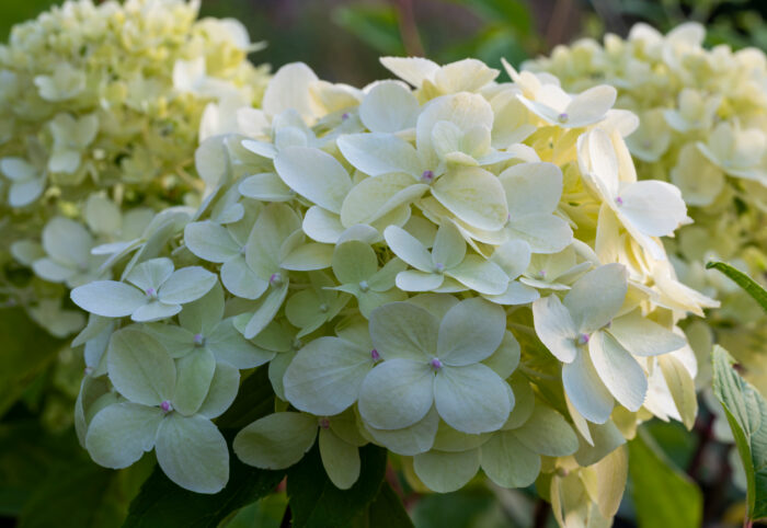 Hydrangea Paniculate 'Limelight'