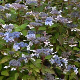 Hydrangea Serrata ‘Bluebird’