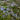 Hydrangea Serrata ‘Bluebird’