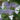 Hydrangea Serrata ‘Bluebird’