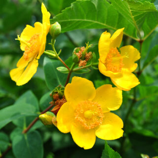 Hypericum ‘Hidcote’