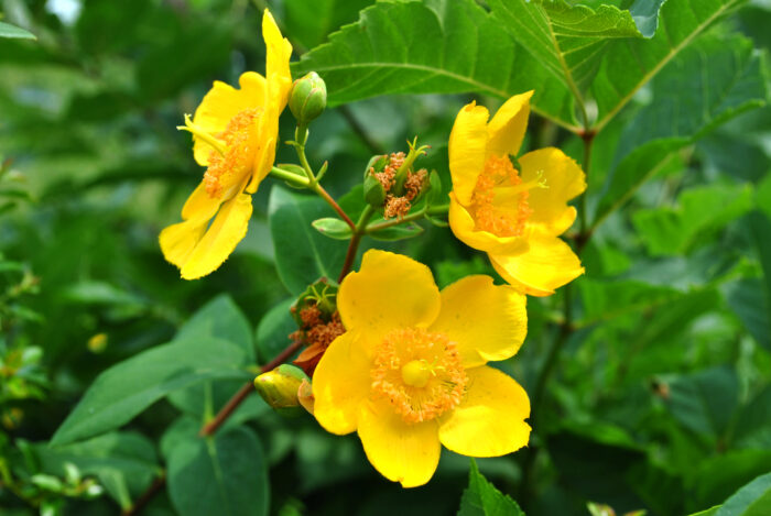 Hypericum 'Hidcote'