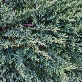 Juniperus Squamata ‘Blue Carpet’