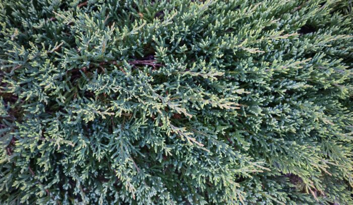 Juniperus Squamata 'Blue Carpet'