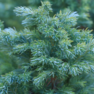 Juniperus Squamata ‘Blue Carpet’