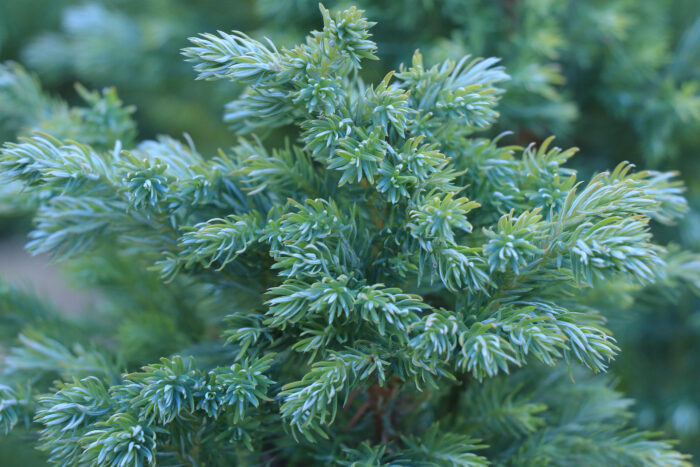Juniperus Squamata 'Blue Carpet'