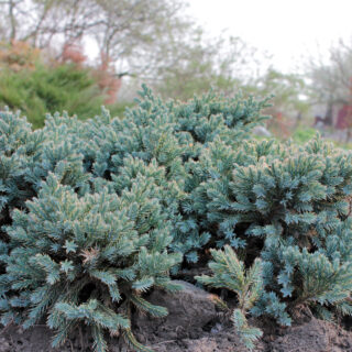 Juniperus Squamata ‘Blue Star’