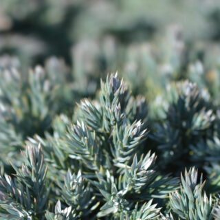 Juniperus Squamata ‘Blue Star’